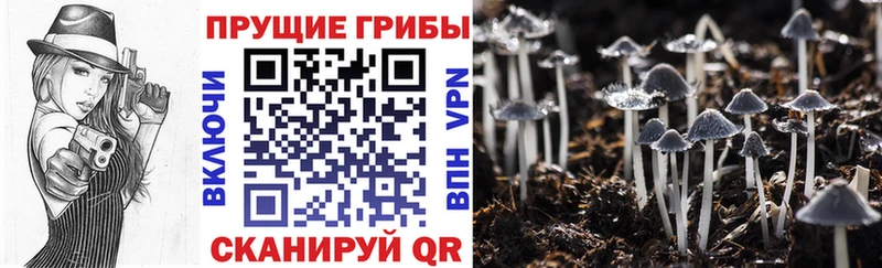 даркнет сайт  mega как зайти  Галлюциногенные грибы Magic Shrooms  Сунжа 